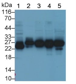 Invitrogen HMGB1 Polyclonal Antibody:Antibodies:Primary Antibodies