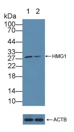 Invitrogen HMGB1 Polyclonal Antibody:Antibodies:Primary Antibodies