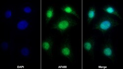 Invitrogen HMGB1 Polyclonal Antibody:Antibodies:Primary Antibodies