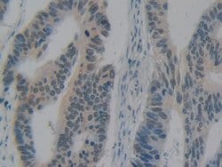 Invitrogen&trade;&nbsp;HMGB1 Polyclonal Antibody