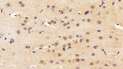 Invitrogen HMGB1 Polyclonal Antibody:Antibodies:Primary Antibodies