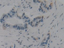 Invitrogen HMGB1 Polyclonal Antibody:Antibodies:Primary Antibodies