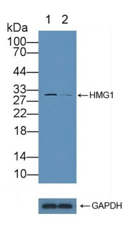 Invitrogen HMGB1 Polyclonal Antibody:Antibodies:Primary Antibodies