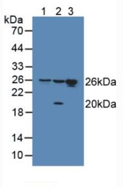 Invitrogen HMGB1 Polyclonal Antibody:Antibodies:Primary Antibodies