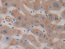 Invitrogen HDC Polyclonal Antibody:Antibodies:Primary Antibodies