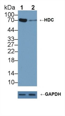 Invitrogen HDC Polyclonal Antibody:Antibodies:Primary Antibodies