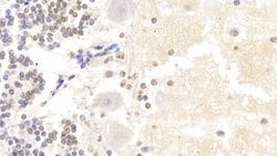Invitrogen Histone H3 Polyclonal Antibody 200 &mu;L; Unconjugated:Antibodies,