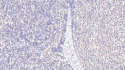 Invitrogen Histone H3 Polyclonal Antibody 200 &mu;L; Unconjugated:Antibodies,