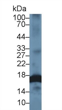 Invitrogen Histone H3 Polyclonal Antibody 200 &mu;L; Unconjugated:Antibodies,