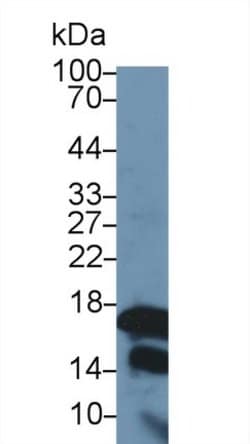 Invitrogen Histone H3 Polyclonal Antibody 200 &mu;L; Unconjugated:Antibodies,