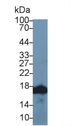 Invitrogen Histone H3 Polyclonal Antibody 200 &mu;L; Unconjugated:Antibodies,