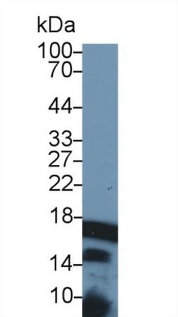 Invitrogen Histone H3 Polyclonal Antibody 200 &mu;L; Unconjugated:Antibodies,
