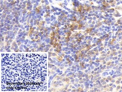 Invitrogen HLA-DRA Polyclonal Antibody 20 &mu;L; Unconjugated:Antibodies,
