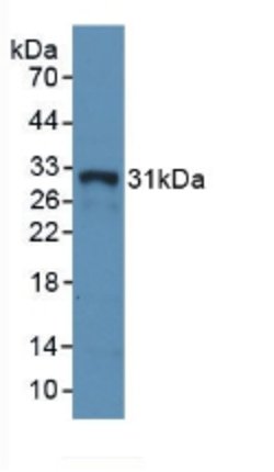 Invitrogen HLA-DRA Polyclonal Antibody 20 &mu;L; Unconjugated:Antibodies,