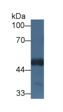 Invitrogen HCFC1 Polyclonal Antibody 20 &mu;L; Unconjugated:Antibodies,