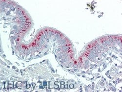Invitrogen HAO1 Polyclonal Antibody:Antibodies:Primary Antibodies