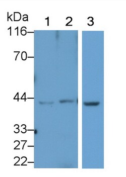 Invitrogen HAO1 Polyclonal Antibody:Antibodies:Primary Antibodies