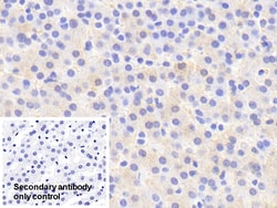 Invitrogen Iduronate 2 Sulfatase Polyclonal Antibody 20 &mu;L; Unconjugated:Antibodies,