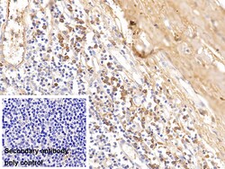 Invitrogen Human IgG4 Polyclonal Antibody 20 &mu;L; Unconjugated:Antibodies,