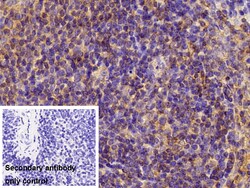 Invitrogen Human IgG4 Polyclonal Antibody 20 &mu;L; Unconjugated:Antibodies,