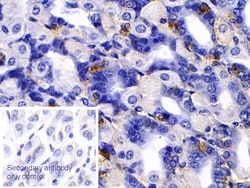 Invitrogen Human IgG4 Polyclonal Antibody 20 &mu;L; Unconjugated:Antibodies,