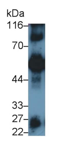 Invitrogen Human IgG4 Polyclonal Antibody 20 &mu;L; Unconjugated:Antibodies,