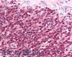 Invitrogen CD275 (B7-H2) Polyclonal Antibody 20 &mu;L; Unconjugated:Antibodies,