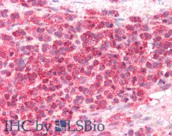 Invitrogen CD275 (B7-H2) Polyclonal Antibody 20 &mu;L; Unconjugated:Antibodies,