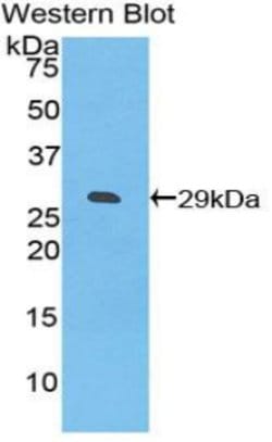 Invitrogen CD275 (B7-H2) Polyclonal Antibody 20 &mu;L; Unconjugated:Antibodies,