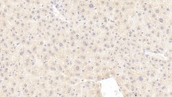Invitrogen INHBE Polyclonal Antibody 20 &mu;L; Unconjugated:Antibodies,