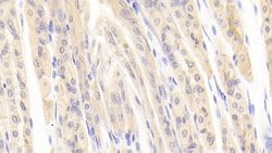 Invitrogen INHBE Polyclonal Antibody 20 &mu;L; Unconjugated:Antibodies,