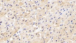 Invitrogen INPP4A Polyclonal Antibody:Antibodies:Primary Antibodies