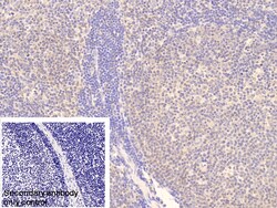 Invitrogen INPP4A Polyclonal Antibody:Antibodies:Primary Antibodies
