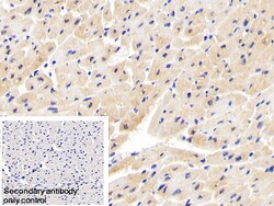Invitrogen INPP4A Polyclonal Antibody:Antibodies:Primary Antibodies