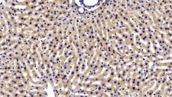 Invitrogen IDE Polyclonal Antibody:Antibodies:Primary Antibodies