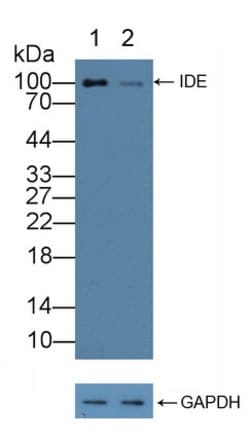 Invitrogen IDE Polyclonal Antibody:Antibodies:Primary Antibodies