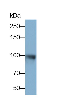 Invitrogen IDE Polyclonal Antibody:Antibodies:Primary Antibodies