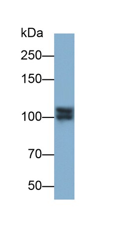 Invitrogen IDE Polyclonal Antibody:Antibodies:Primary Antibodies