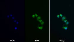 Invitrogen IRS2 Polyclonal Antibody:Antibodies:Primary Antibodies