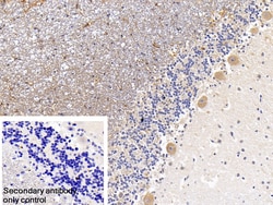 Invitrogen IRS2 Polyclonal Antibody:Antibodies:Primary Antibodies