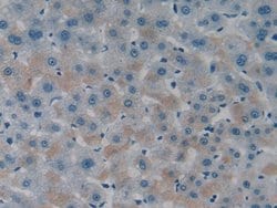 Invitrogen ITFG1 Polyclonal Antibody:Antibodies:Primary Antibodies