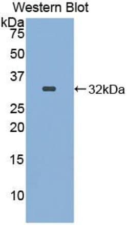 Invitrogen ITFG1 Polyclonal Antibody:Antibodies:Primary Antibodies