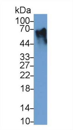 Invitrogen ITFG1 Polyclonal Antibody:Antibodies:Primary Antibodies