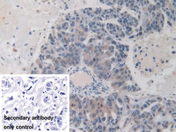 Invitrogen ITIH1 Polyclonal Antibody:Antibodies:Primary Antibodies
