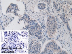 Invitrogen ITIH1 Polyclonal Antibody:Antibodies:Primary Antibodies