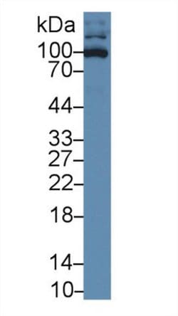 Invitrogen CD50 (ICAM-3) Polyclonal Antibody:Antibodies:Primary Antibodies