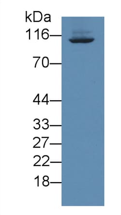 Invitrogen CD50 (ICAM-3) Polyclonal Antibody 20 &mu;L; Unconjugated:Antibodies,