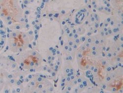 Invitrogen IFNA4 Polyclonal Antibody 20 &mu;L; Unconjugated:Antibodies,