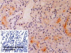 Invitrogen IFNA4 Polyclonal Antibody 20 &mu;L; Unconjugated:Antibodies,