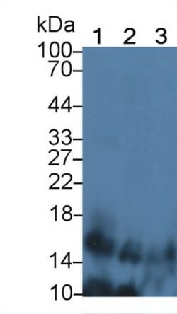 Invitrogen IFNA4 Polyclonal Antibody 20 &mu;L; Unconjugated:Antibodies,